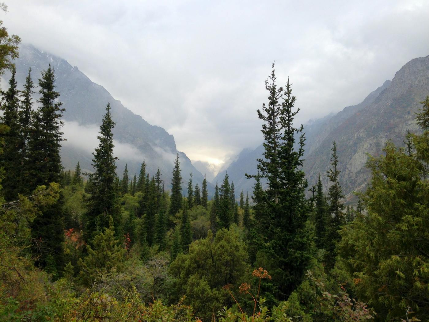 Tian Shan-Pamir Grasslands, Mountain Steppe & Conifer Forests (PA31)